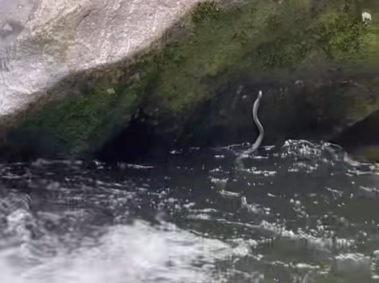 Susto no Vale da Lua: Casal é surpreendido por cobra durante fotos em cachoeira de Guapimirim